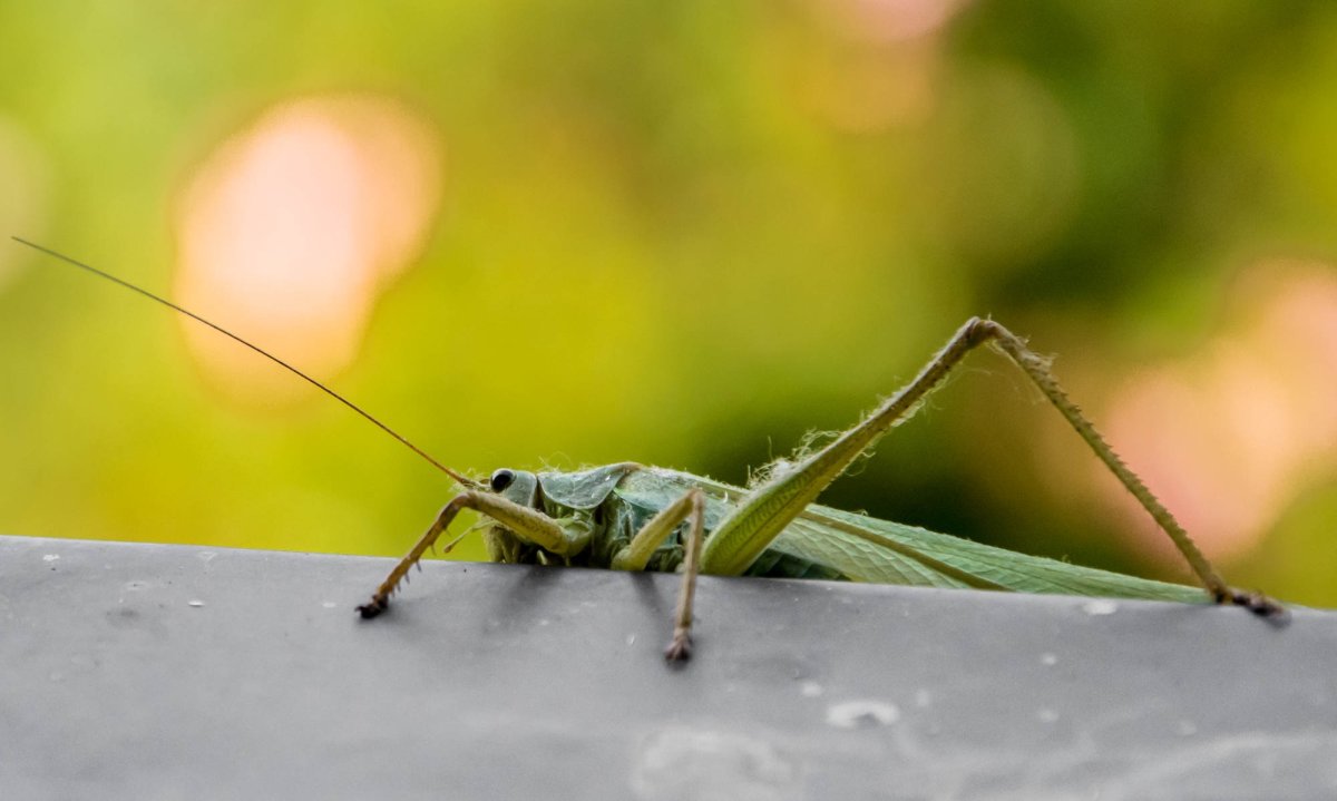 Усики кузнечика