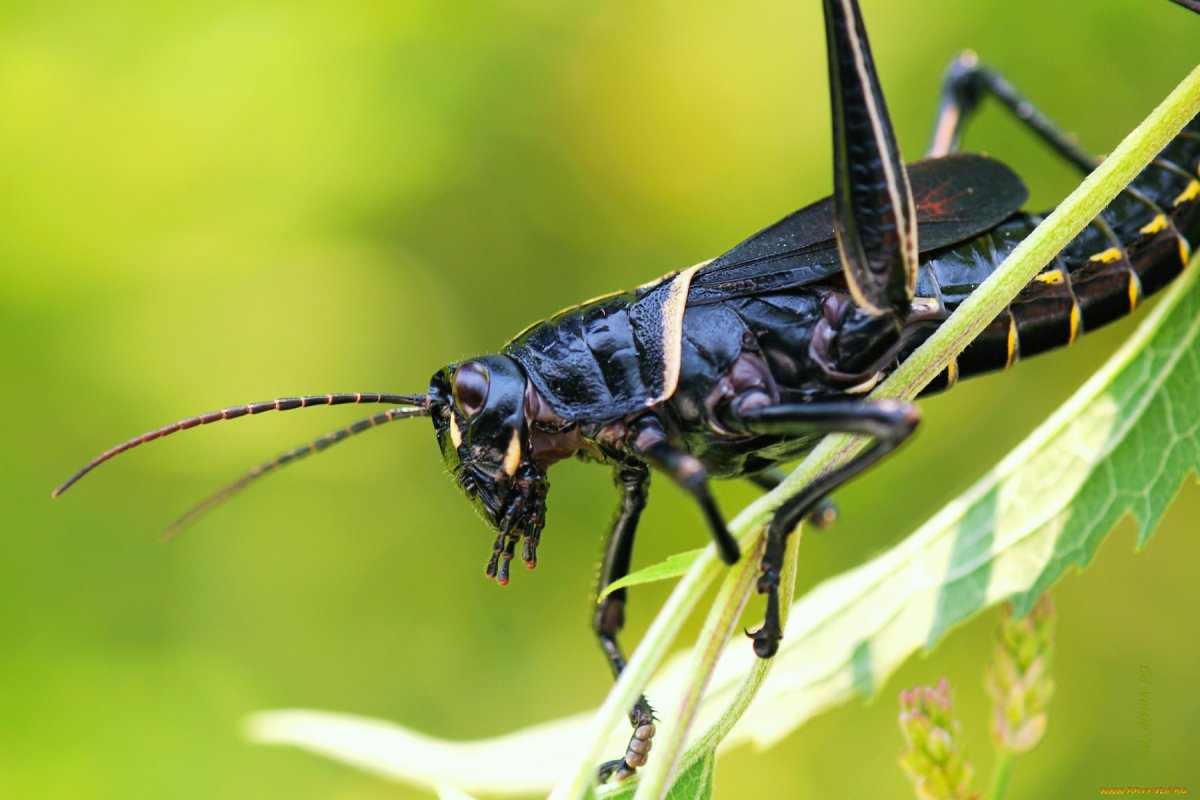Черная Саранча