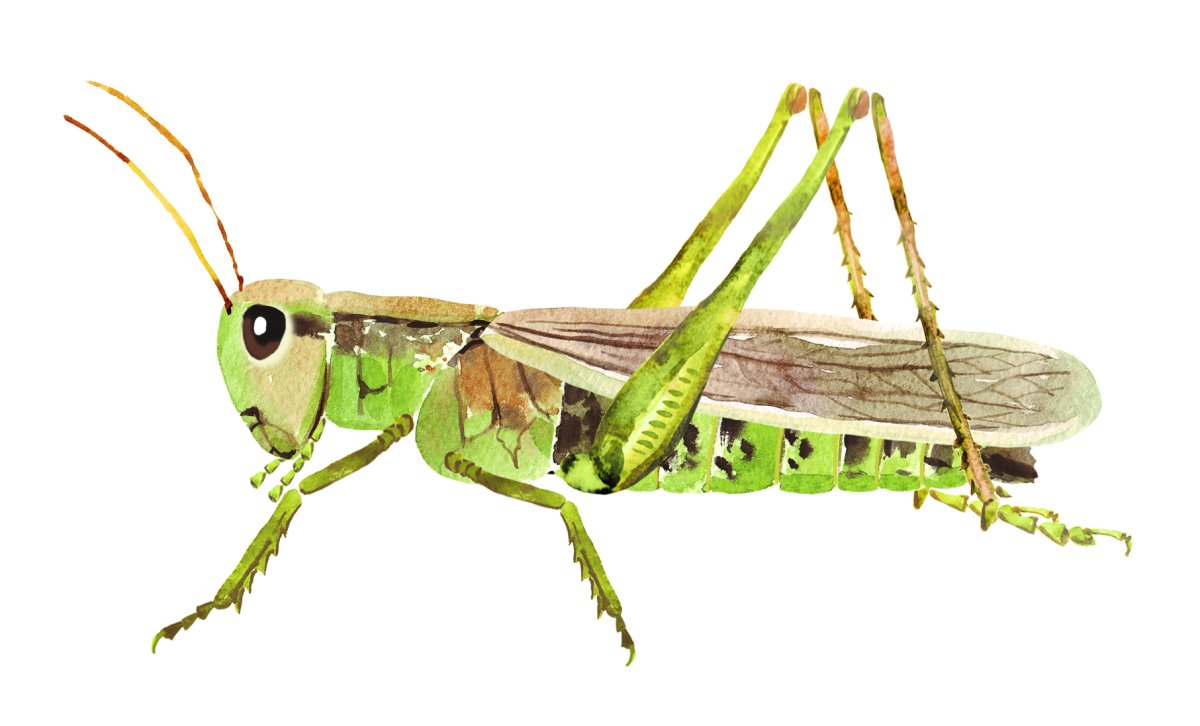 Саранча насекомое