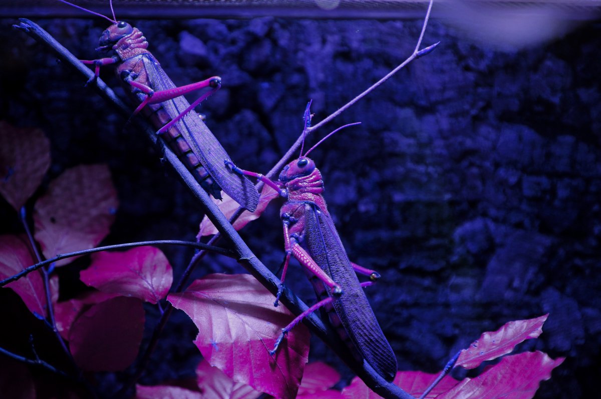 Фиолетовые насекомые