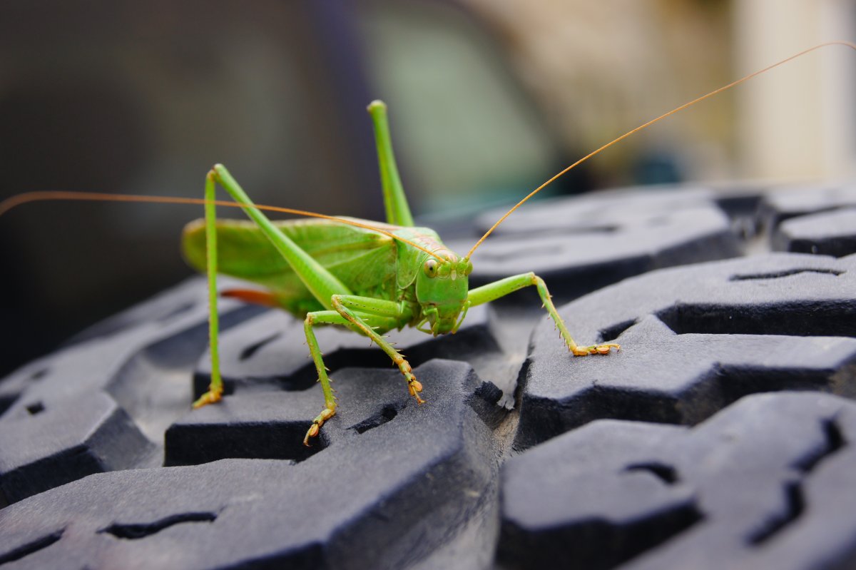 Grasshopper («кузнечик», 1946).