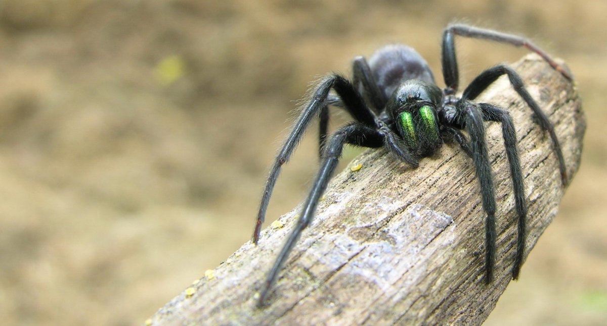 Как выглядит Погребной паук