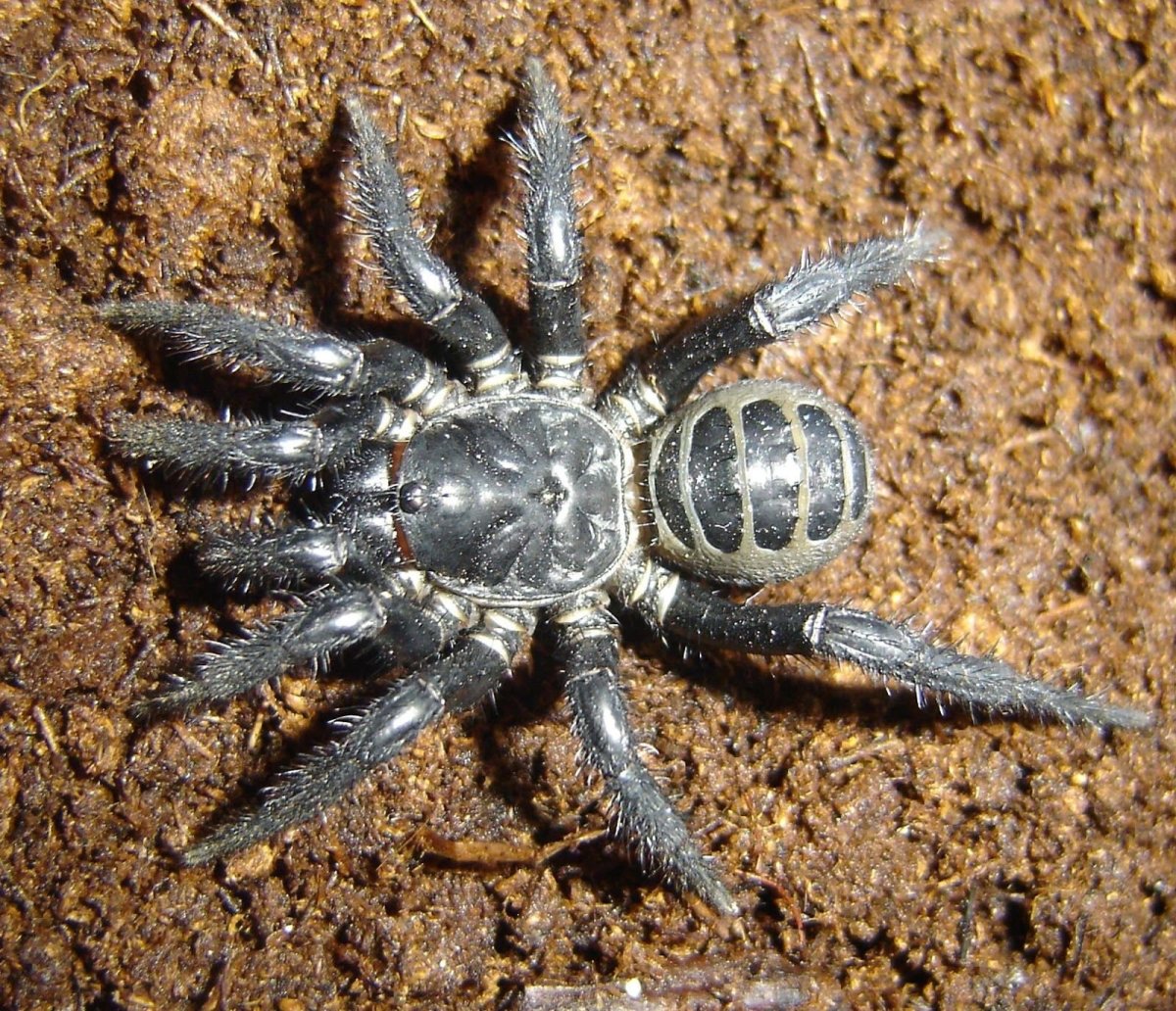 Segestria Florentina паук