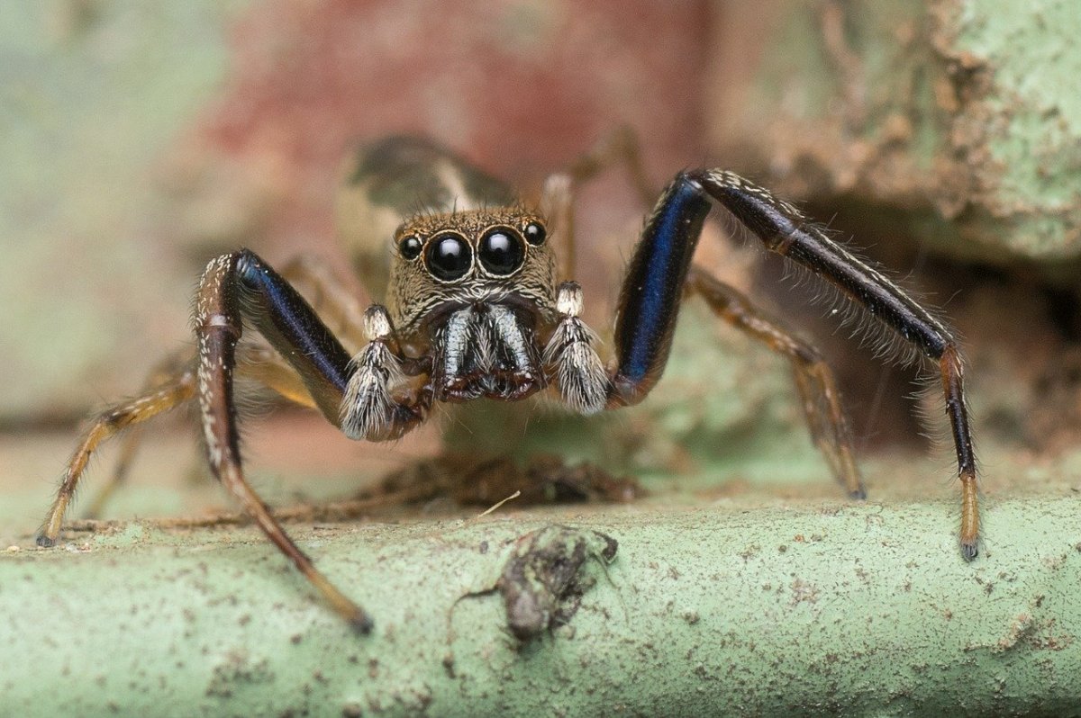Меноведи паук