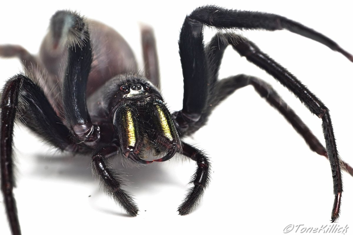 Сегестрия Флорентина