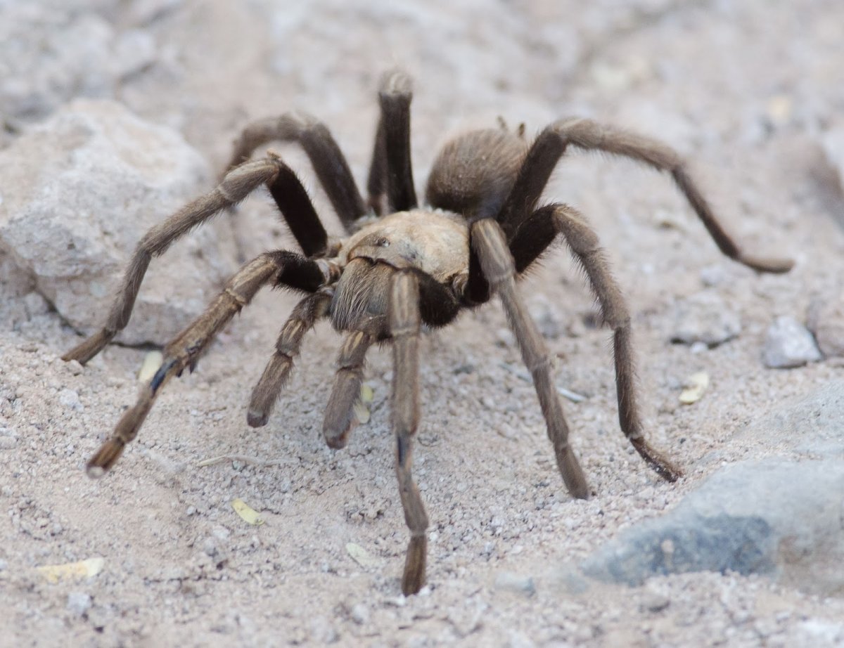 Токсеус Магнус паук