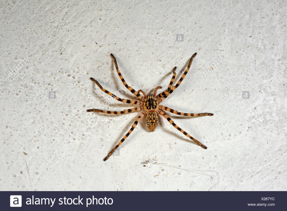 Паук Eusparassus walckenaerius