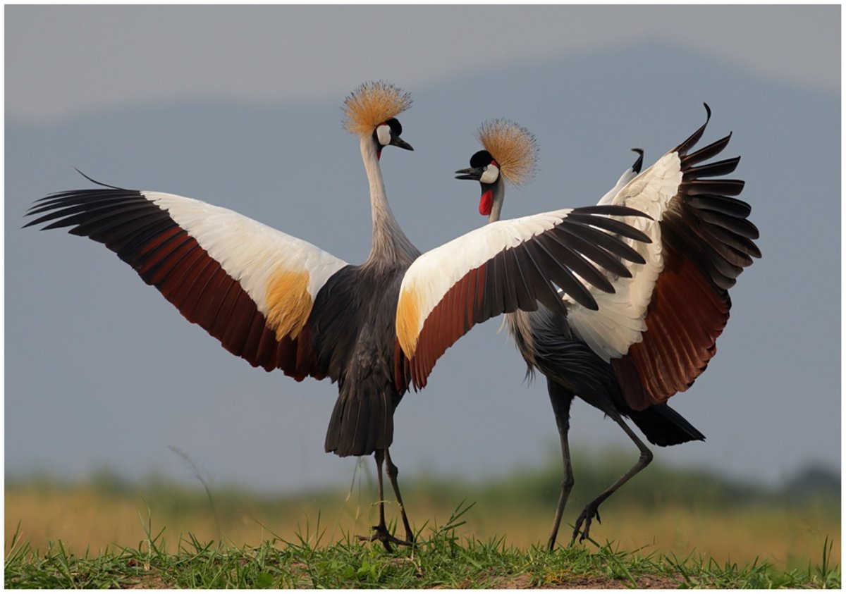 Удод птица Удод