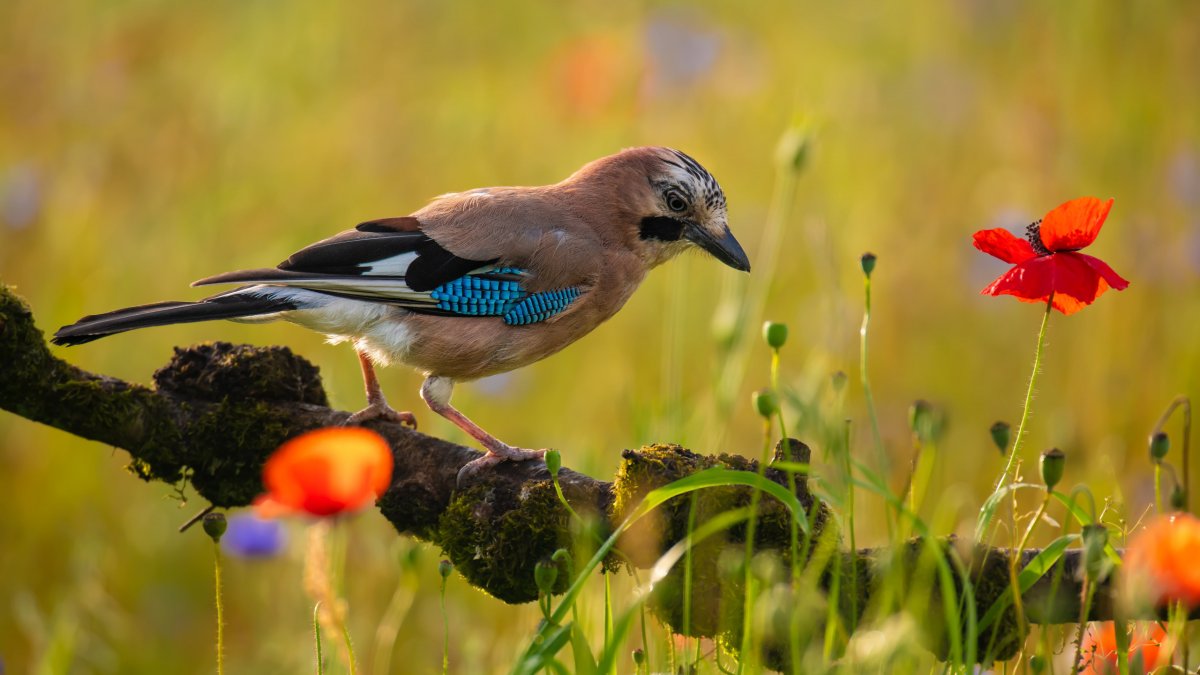 Сойка птица на зеленом фоне
