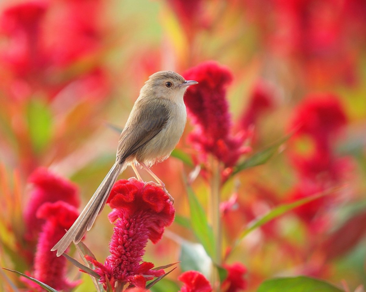 Райские птицы в цветах