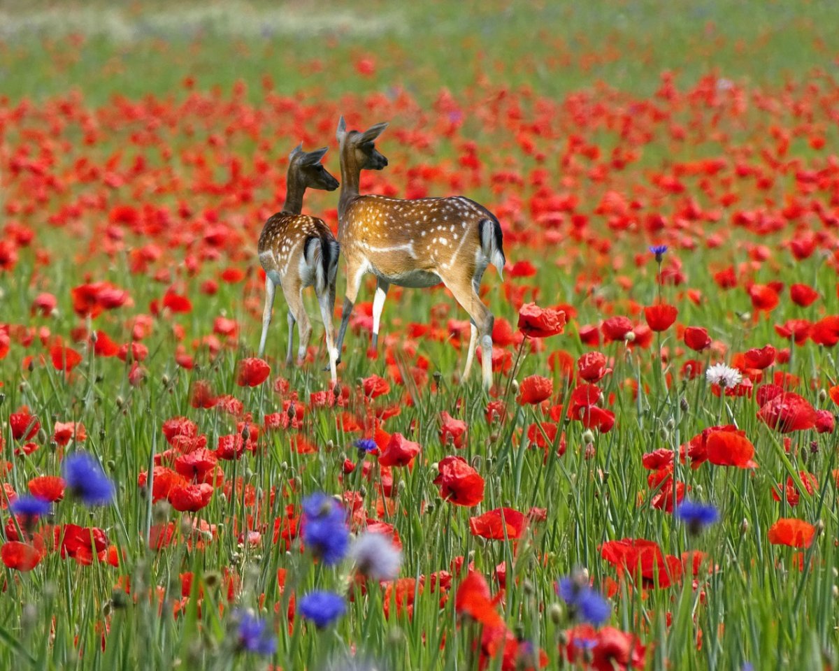 Птицы с красным оперением