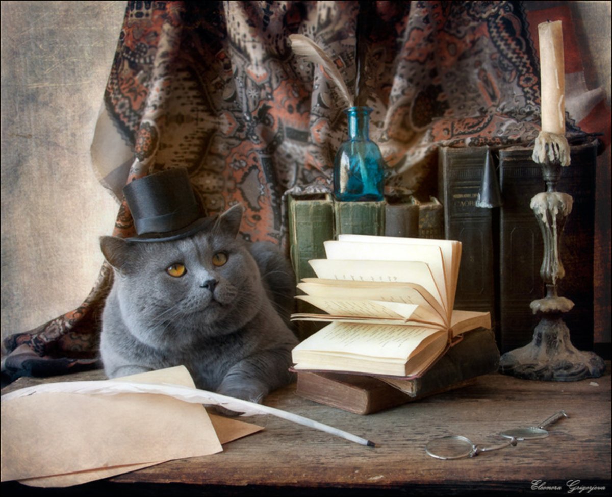 Кот в очках