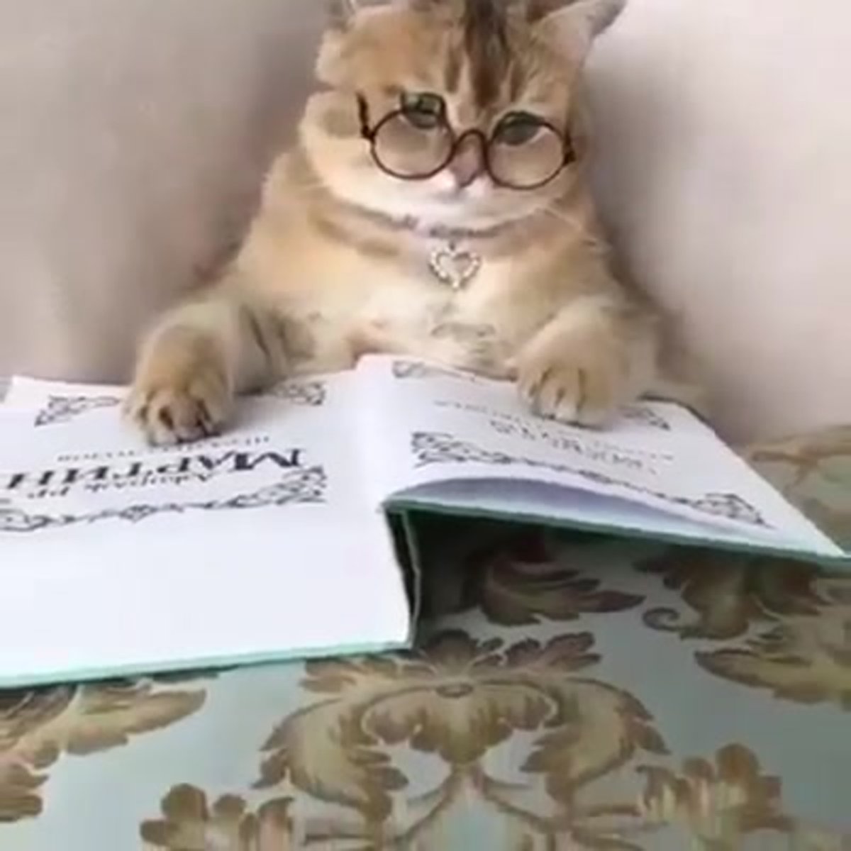 Стилизованный кот ученый