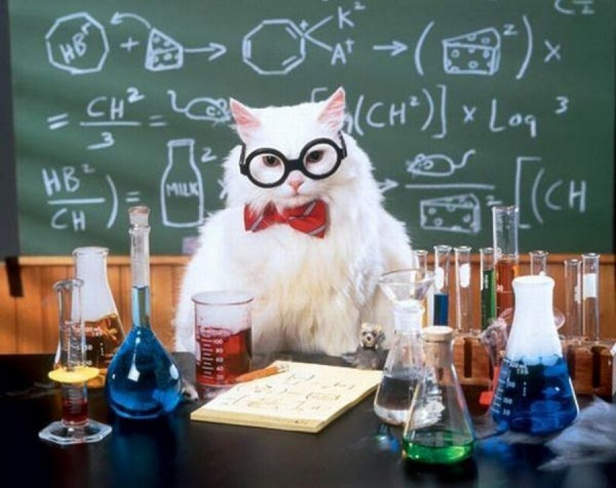 Деловой кот