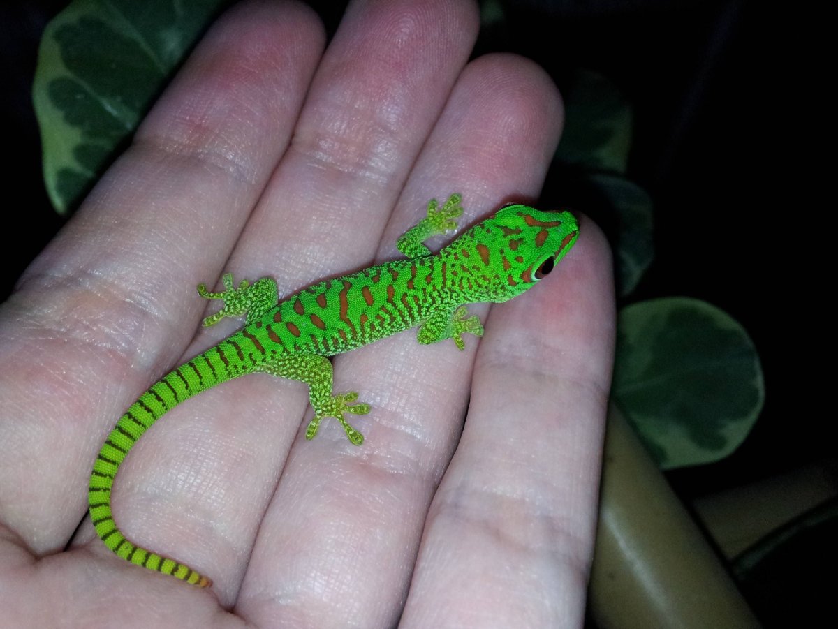 Цепкохвостый геккон