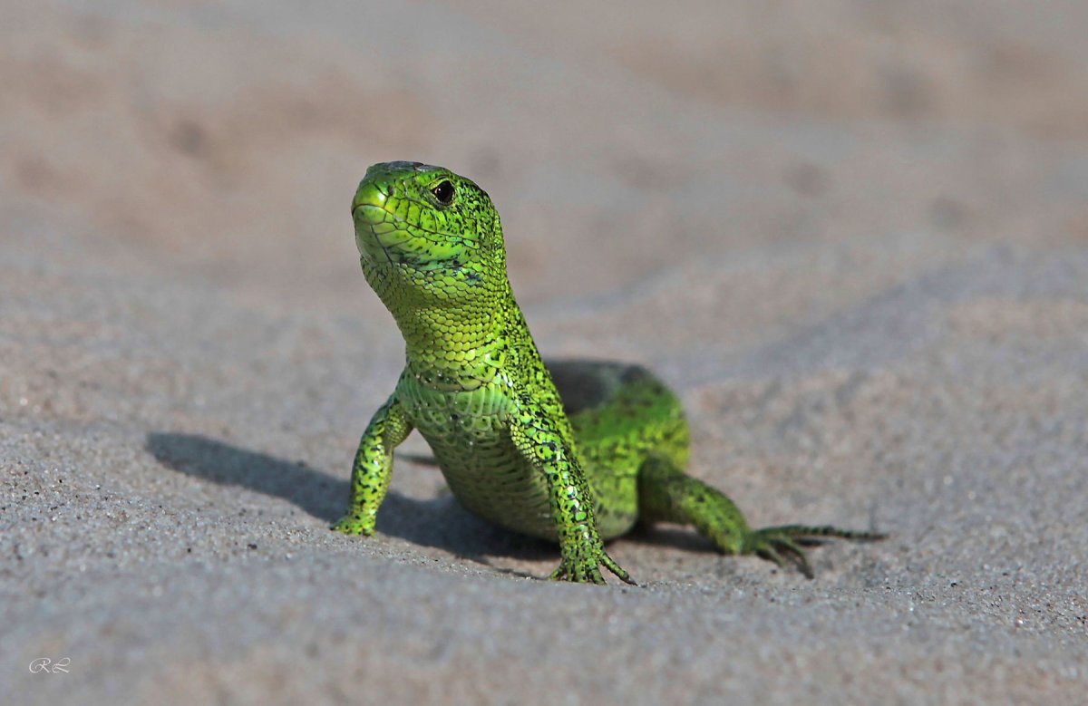 Маленькая ящерица