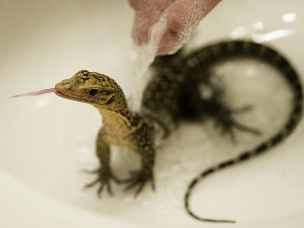 Маленький варанчик ящерица