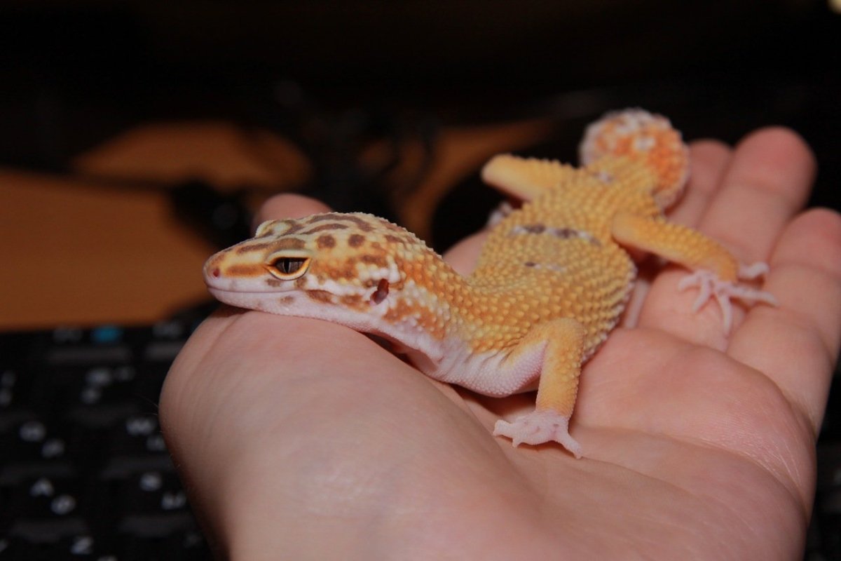 Ящерица геккон эублефар