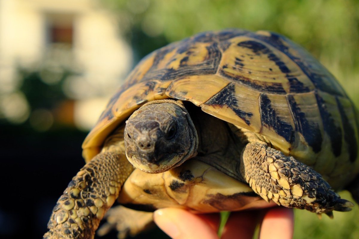 Сухопутная черепаха без панциря