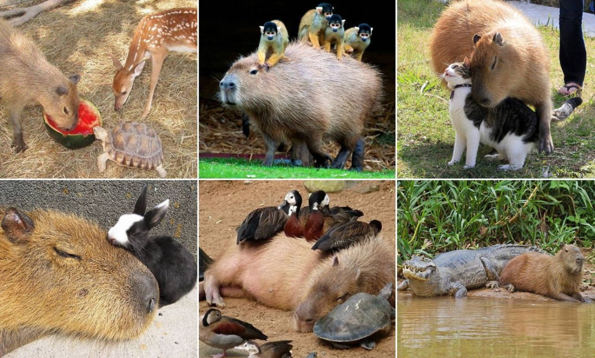 Нутрия и капибара