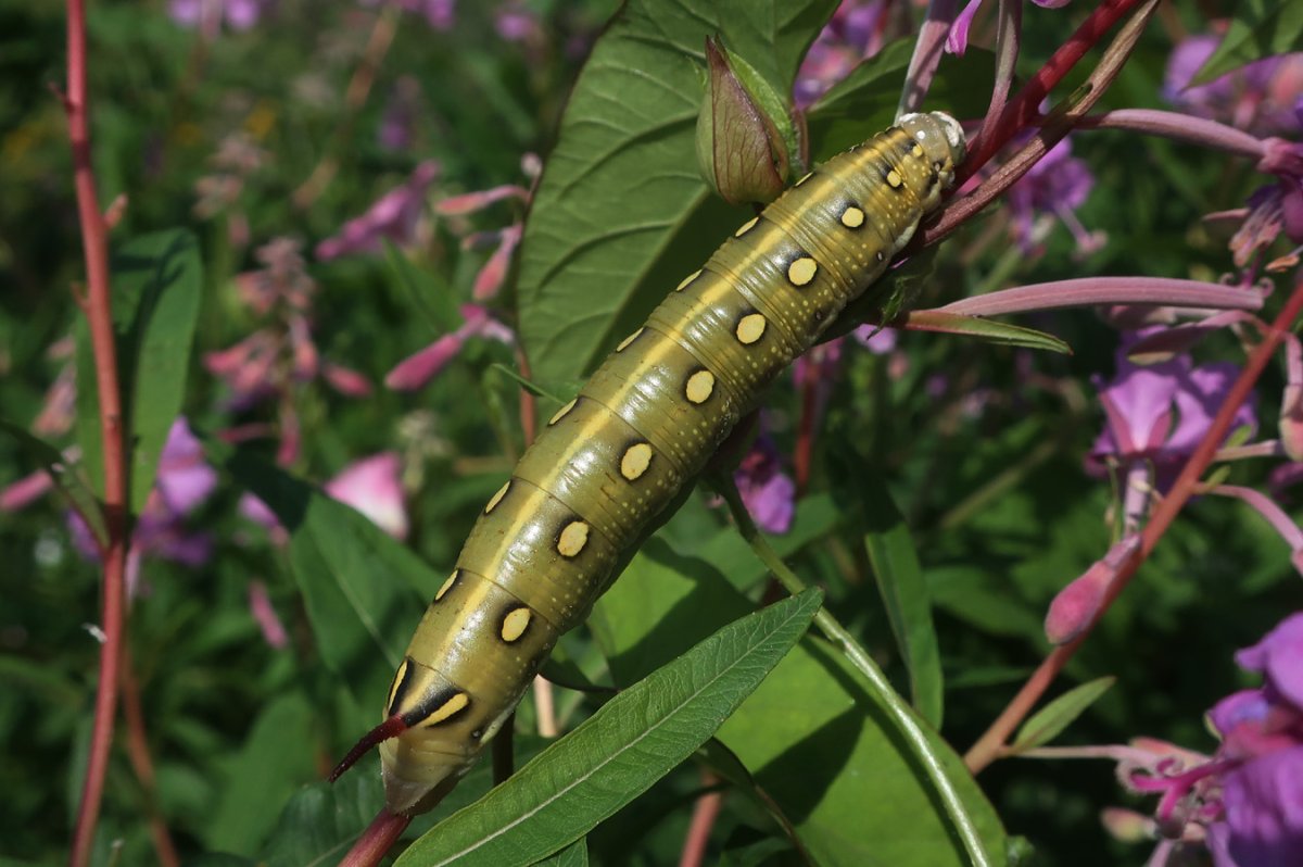 Hippotion Celerio гусеница