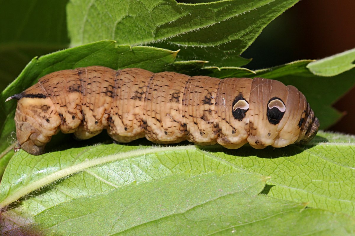 Бражник мёртвая голова гусеница