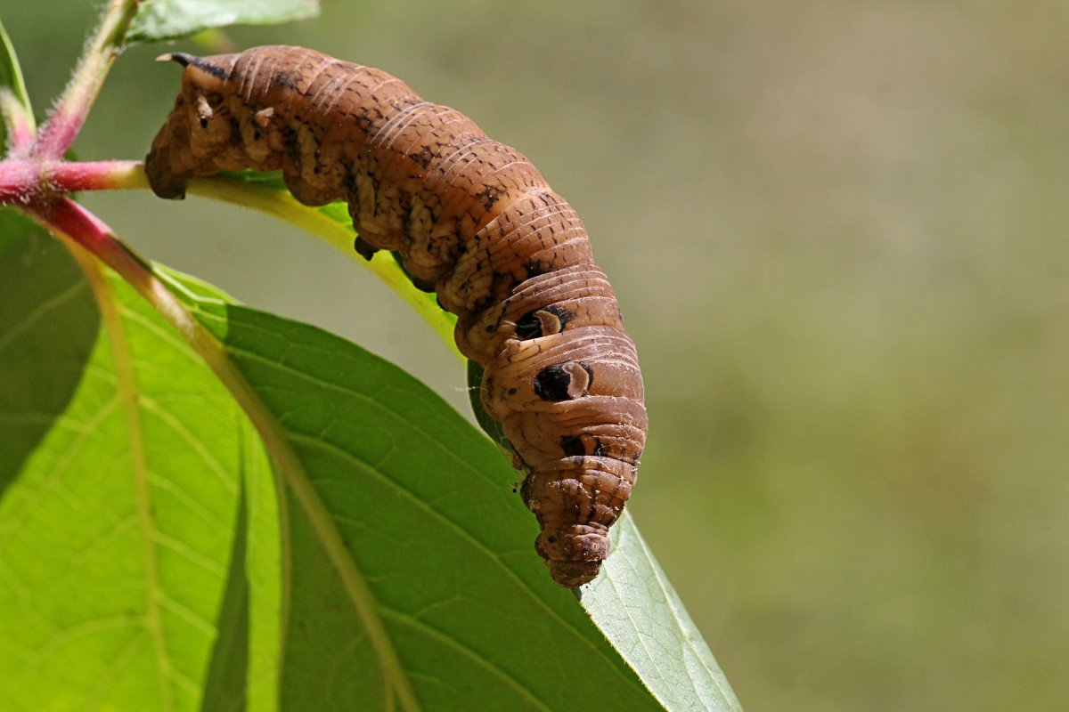 Papilio Troilus гусеница