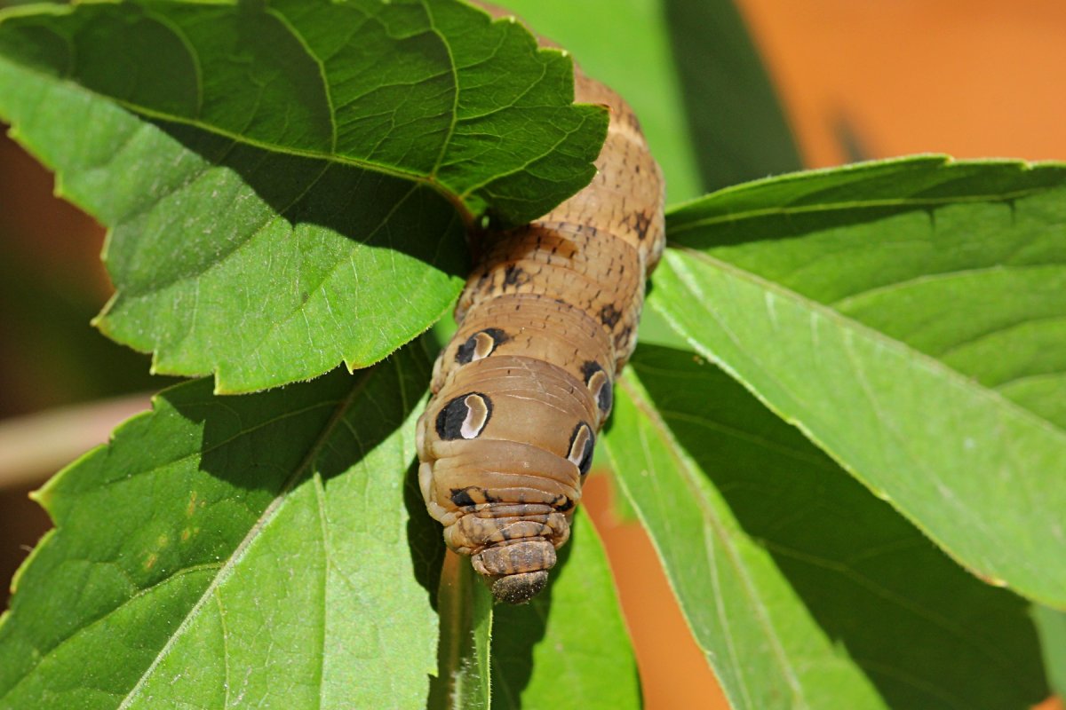 Винный Бражник гусеница