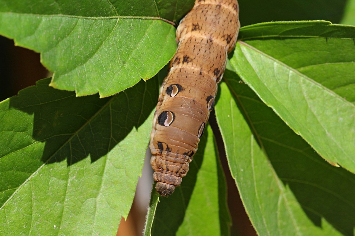 Средний винный Бражник гусеница