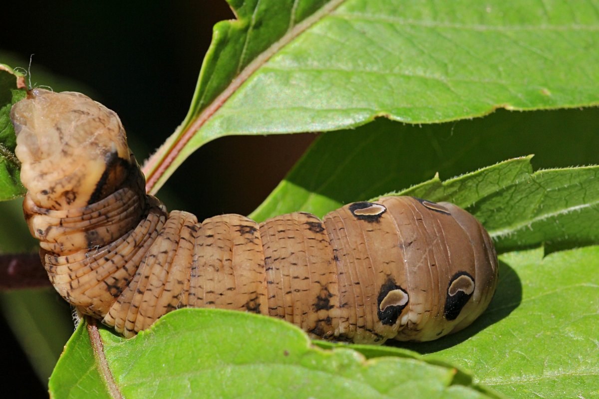 Олеандровый Бражник гусеница