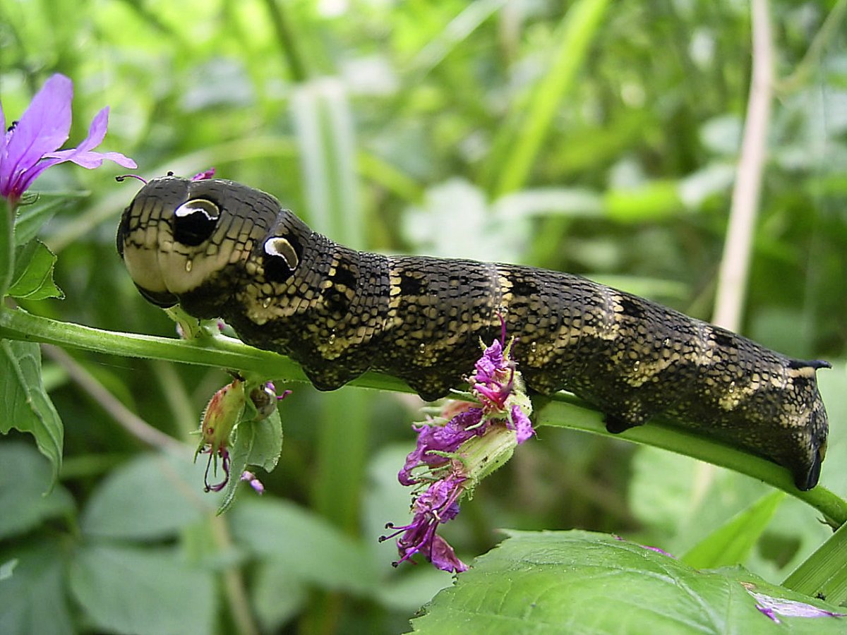 Hyles gallii - Бражник подмаренниковый. Гусеница