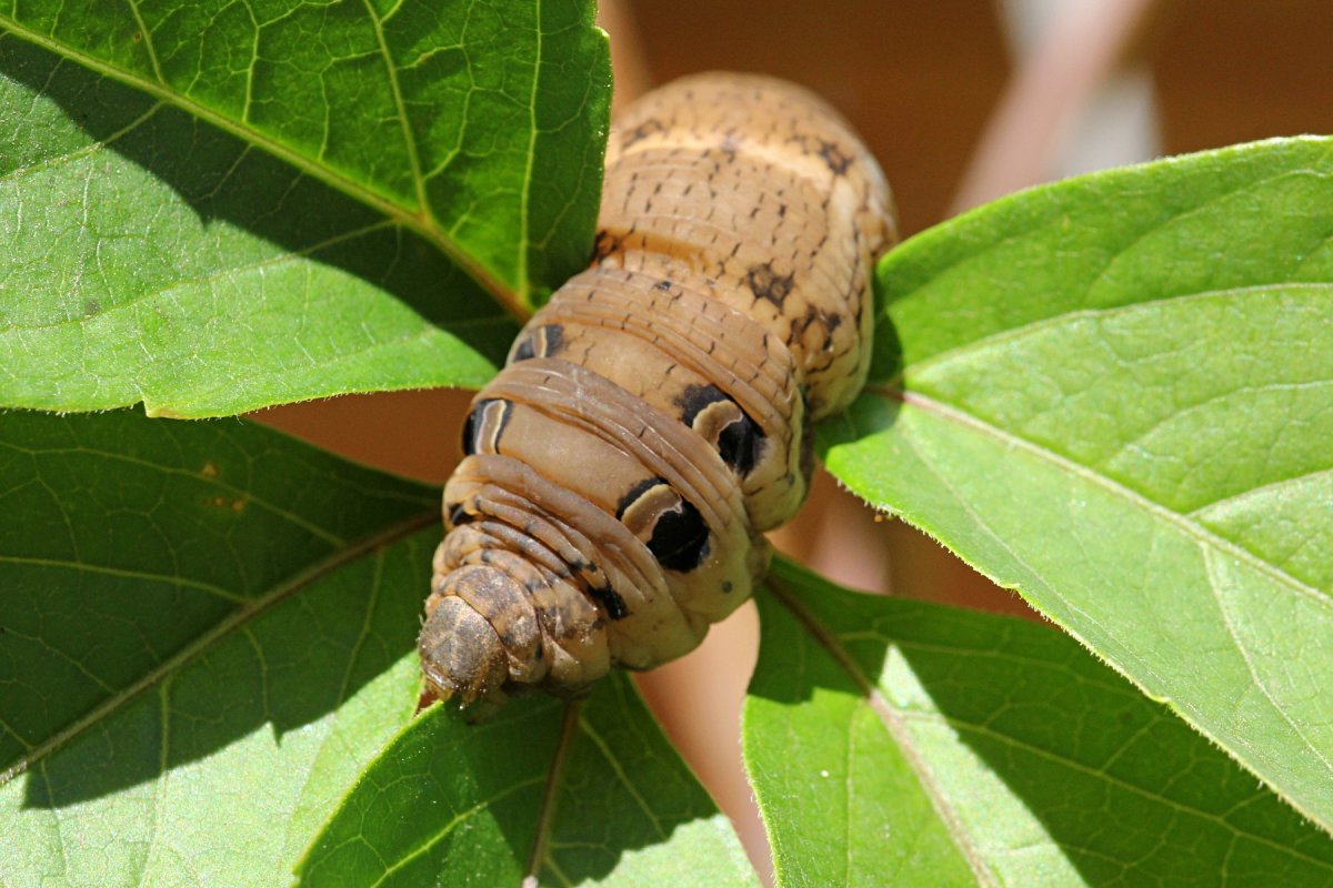 Бражник липовый гусеница