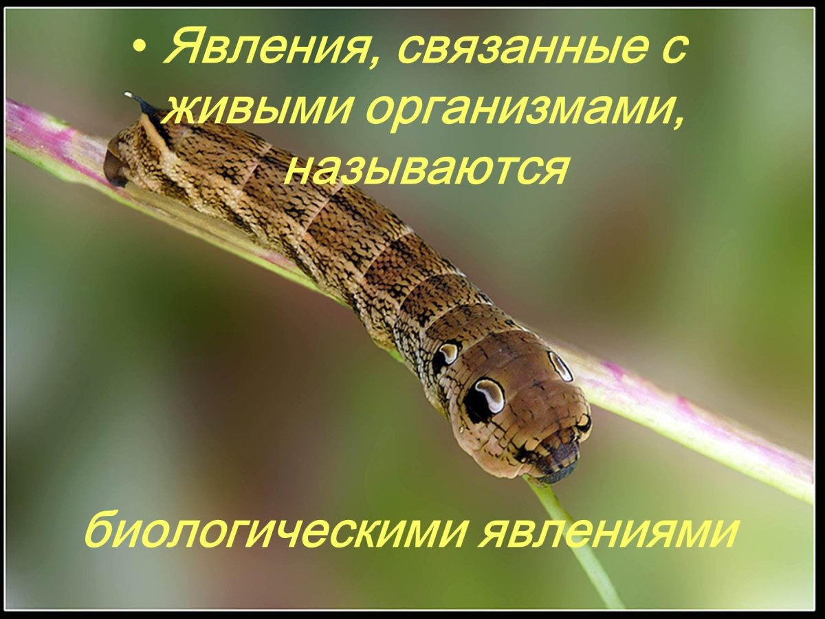 Бражник глазчатый кокон