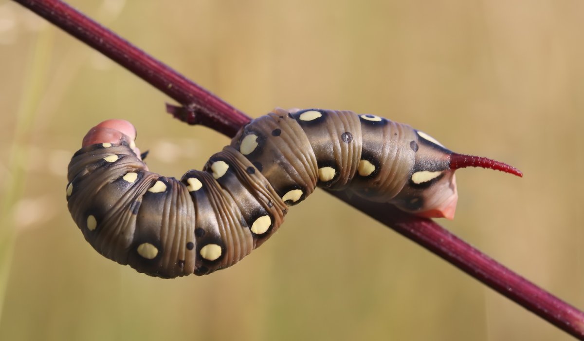Бражник глазчатый гусеница