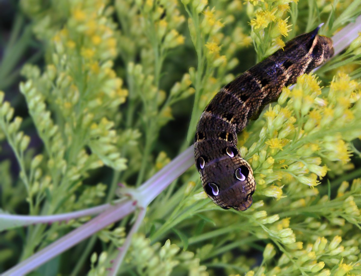 Бражник глазчатый гусеница