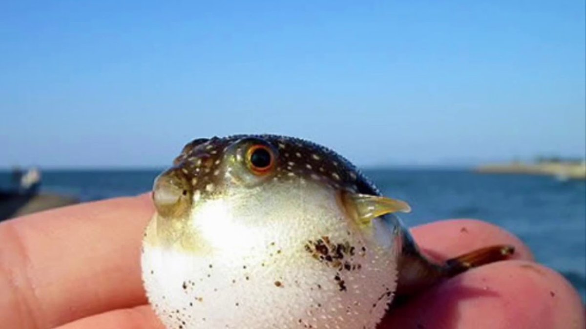 Смешные рыбы