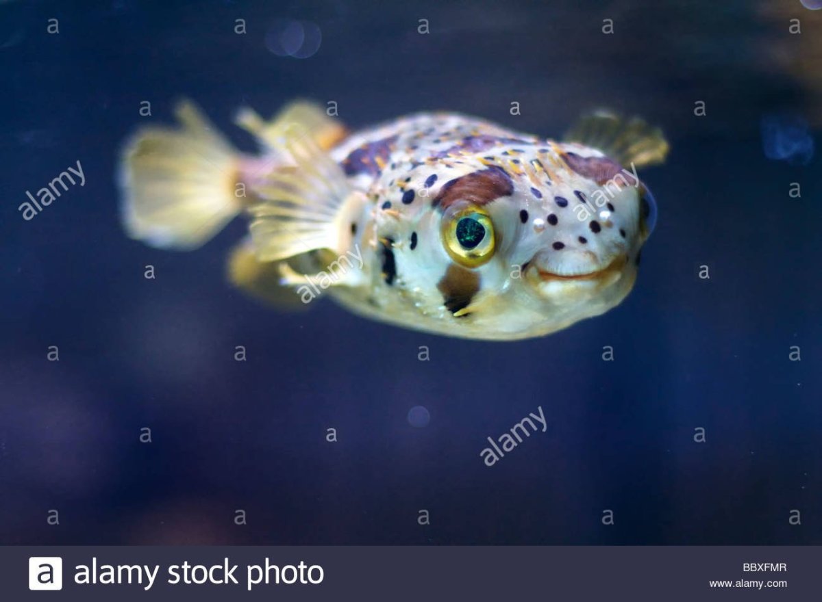 Триггер Фиш фото