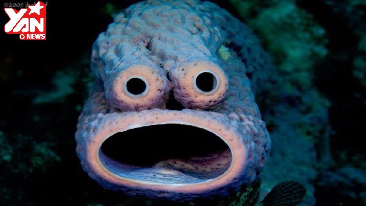 Золотая рыбка Звездочет