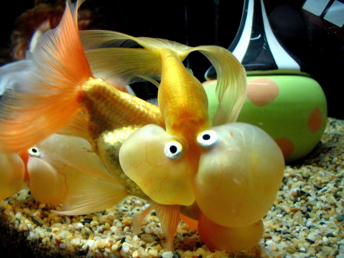 Глаза морских животных