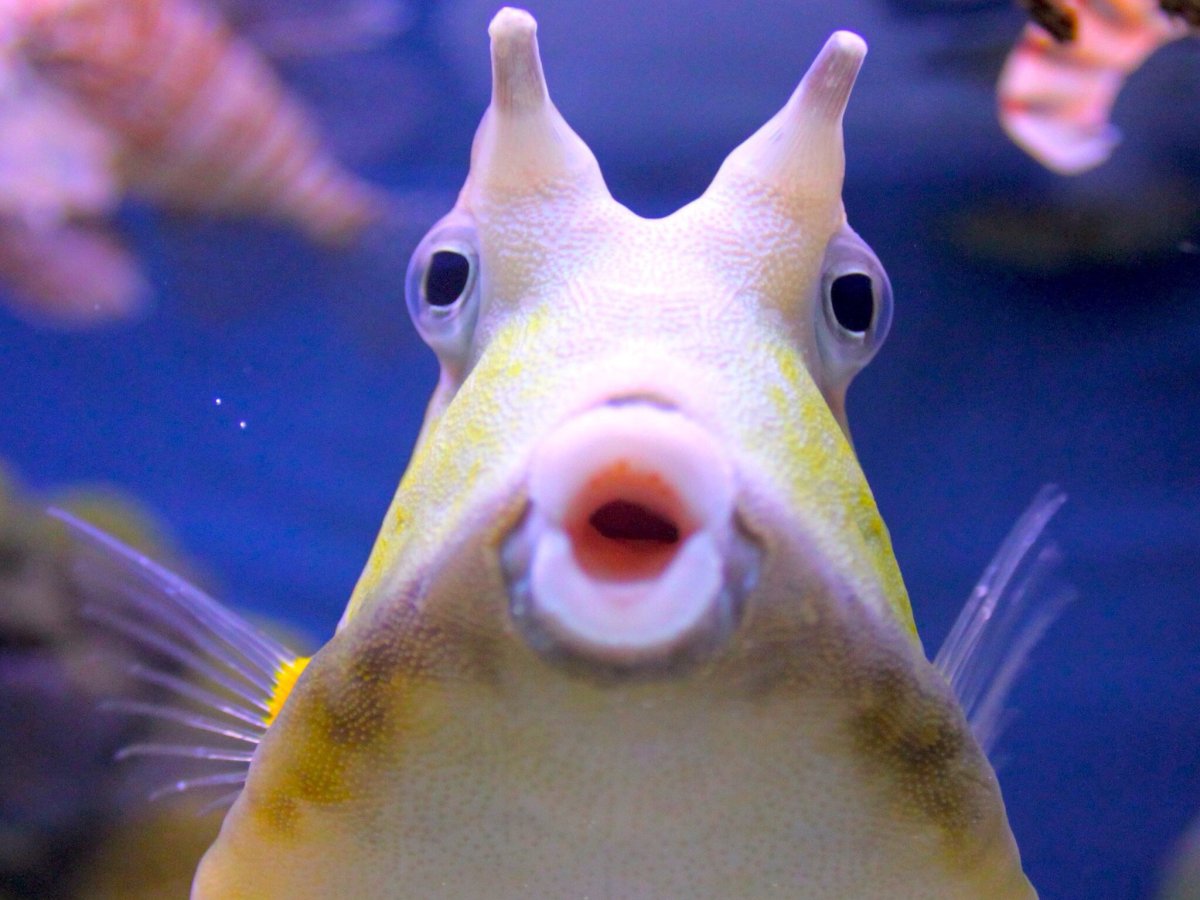 Рыба Пиранья