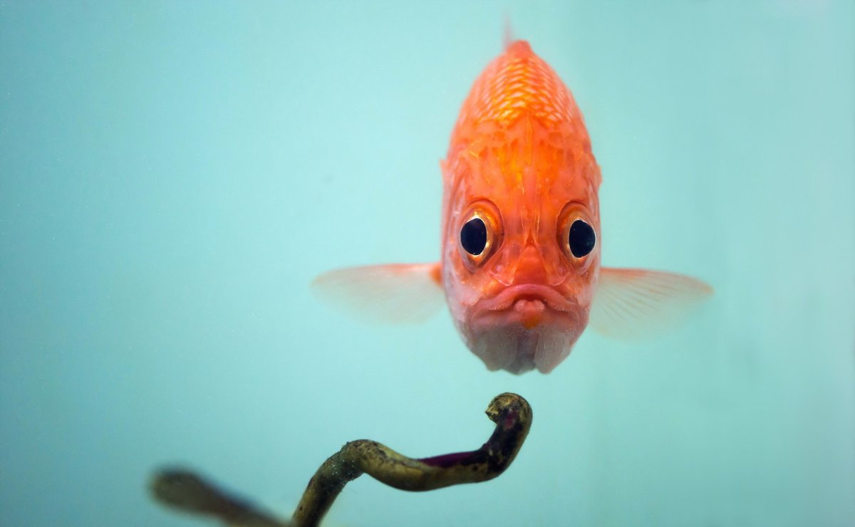 Милые рыбки