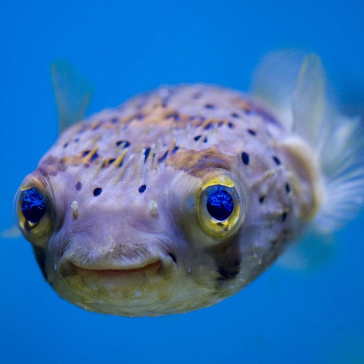 Смешные рыбы и их названия