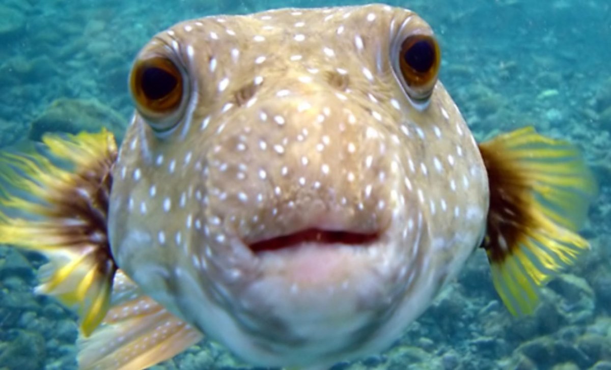 Как какают рыбы