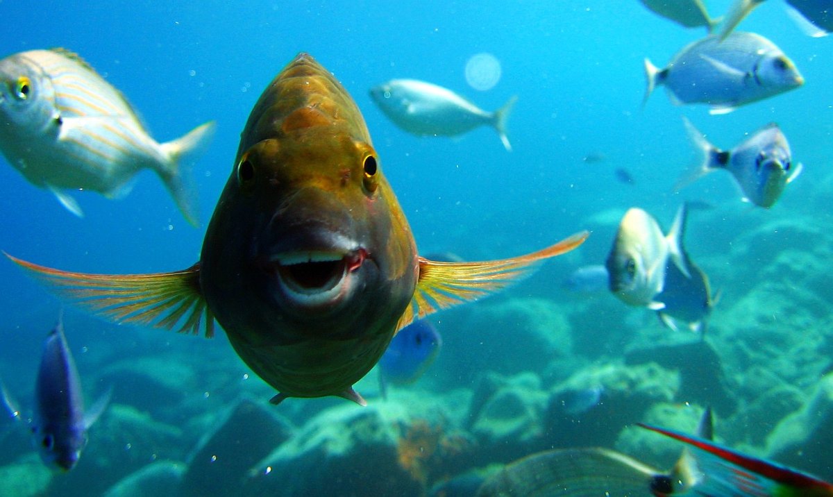 Рыба улыбается