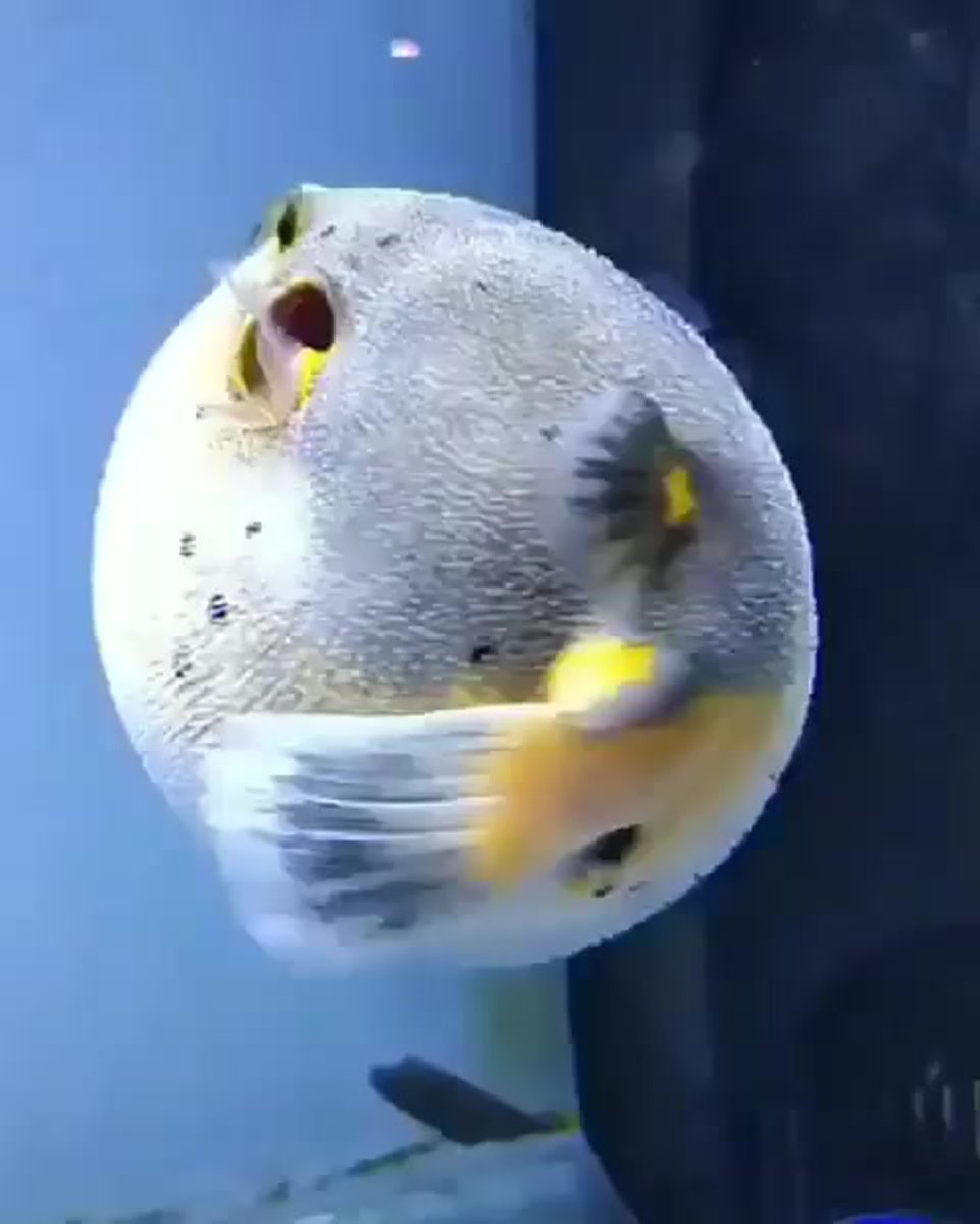 Рыба Лунтик аксолотль