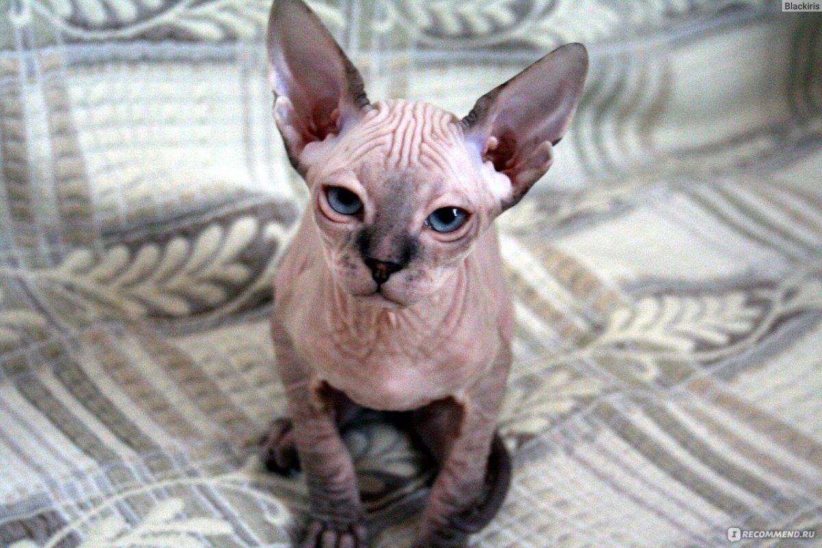 Браш поинт Донского сфинкса