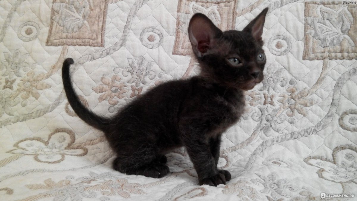 Донской сфинкс браш