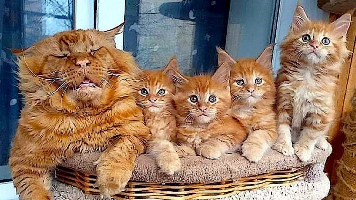 Котейка с едой