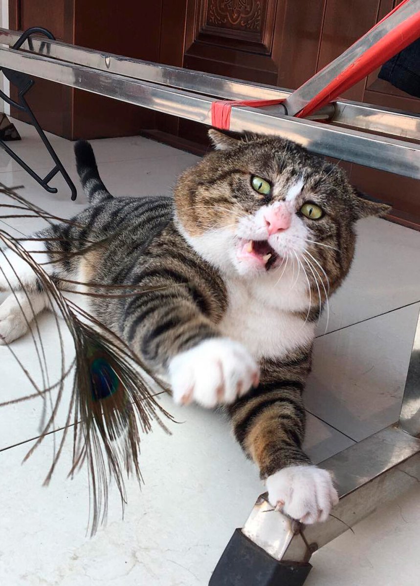 Самый эмоциональный кот