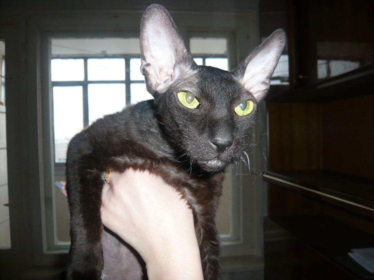 Котенок сфинкс браш 1 месяц